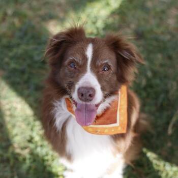 IVER -  Australian Shepherd Dog for Adoption in San Antonio, Texas - IVER | PetCurious