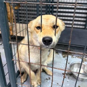 Mixed Breed Dogs Available for Adoption in Tacoma, Washington - Goldie | PetCurious