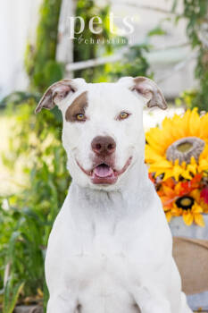 Rescue American Staffordshire Terrier and Terrier Dogs for Adoption in Warrenton, Missouri - LSD Tucker | PetCurious