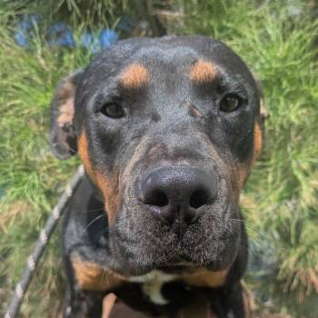 Fezzik -  Rottweiler and Mixed Breed Dog for Adoption in Abilene, Texas - Fezzik | PetCurious