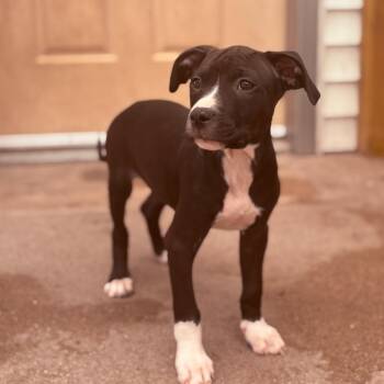 Pit Bull Terrier Dogs Available for Adoption in Fenton, Michigan - Brioche  | PetCurious
