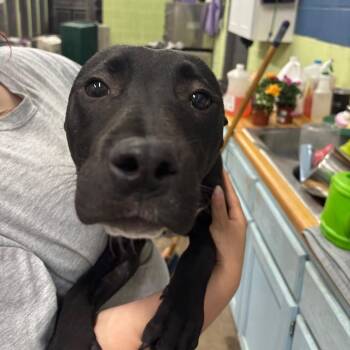 Ziggy -  Mixed Breed Dog Available for Adoption in Corbin, Kentucky - Ziggy | PetCurious