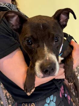 ANAYA -  Pit Bull Terrier Dog for Adoption in Tulsa, Oklahoma - ANAYA | PetCurious