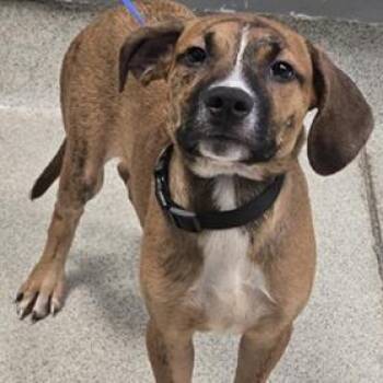 Tiger -  Labrador Retriever and Mixed Breed Dog for Adoption - Tiger | PetCurious