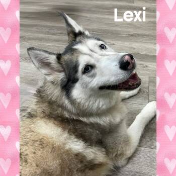 Siberian Husky Dogs Available for Adoption - Lexi | PetCurious