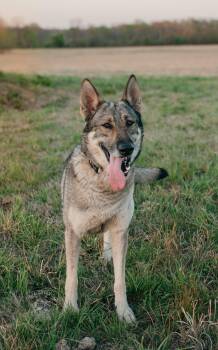 German Shepherd Dog Dogs Available for Adoption - Samantha | PetCurious