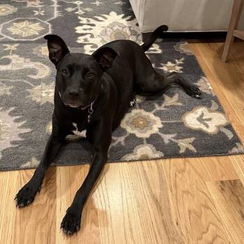 Lily -  Black Labrador Retriever and Pit Bull Terrier Dog for Adoption in Fairfax, Virginia - Lily | PetCurious