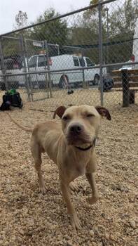 Rescue Terrier and Pit Bull Terrier Dogs for Adoption - NEPTUNE | PetCurious