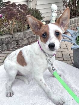 Rescue Jack Russell Terrier Dogs for Adoption - Louanne | PetCurious