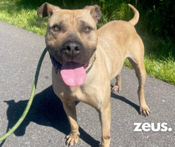 Rescue Mixed Breed Dogs for Adoption in Ashland, Kentucky - Zeus | PetCurious