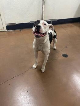 Olive -  Pit Bull Terrier Dog for Adoption in Chico, California - Olive | PetCurious