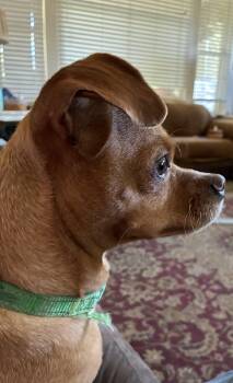 Roxy -  Chihuahua and Dachshund Dog for Adoption in Eagle, Idaho - Roxy | PetCurious