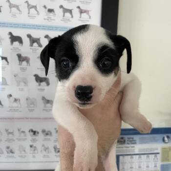 Pup 11 Chicka -  Rat Terrier and Mixed Breed Dog for Adoption in Galax, Virginia - Pup 11 Chicka | PetCurious