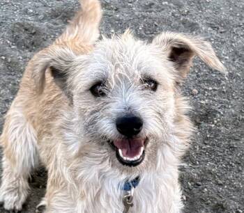 Rescue Terrier Dogs for Adoption in Golden, Colorado - Sam | PetCurious