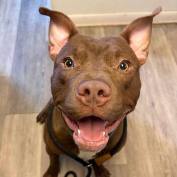 Pit Bull Terrier Dogs Available for Adoption in Newark, New Jersey - Oak | PetCurious