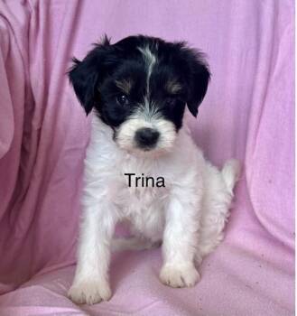 Terrier Dogs Available for Adoption in Larkfield-wikiup, California - Trina | PetCurious
