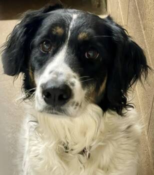 Border Collie and English Setter Dogs Available for Adoption - Dottie | PetCurious