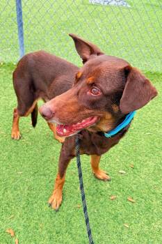 Doberman Pinscher Dogs Available for Adoption - Gordon 3539 | PetCurious