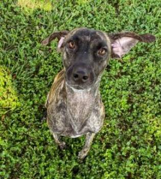 Rescue Plott Hound and Black Mouth Cur Dogs for Adoption in Austin, Texas - Lily | PetCurious