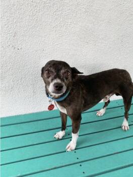 Rescue Chihuahua Dogs for Adoption in Los Angeles, California - Jerry | PetCurious