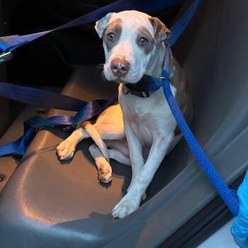 Barkley G -  Mixed Breed Dog for Adoption in Philadelphia, Pennsylvania - Barkley G | PetCurious