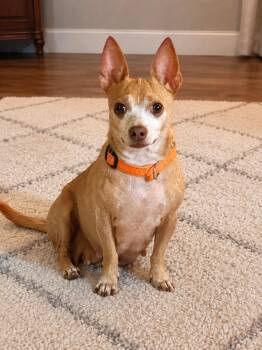Chloe -  Chiweenie Dog for Adoption in Alabaster, Alabama - Chloe | PetCurious