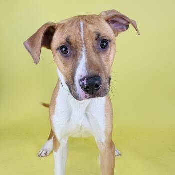 Mixed Breed Dogs Available for Adoption - Austin | PetCurious