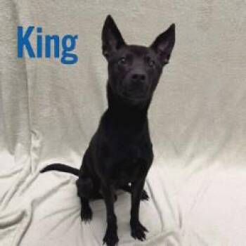 Rescue Shepherd Dogs for Adoption in Pleasantville, New Jersey - King | PetCurious