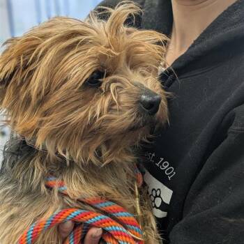 Yorkshire Terrier Dogs Available for Adoption - Beans On Toast | PetCurious