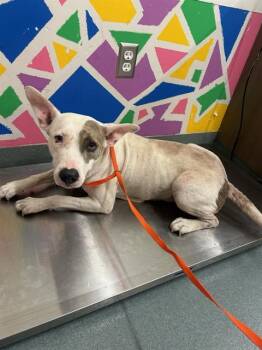 Rescue Pit Bull Terrier Dogs for Adoption in Baytown, Texas - CARAMELIZER | PetCurious