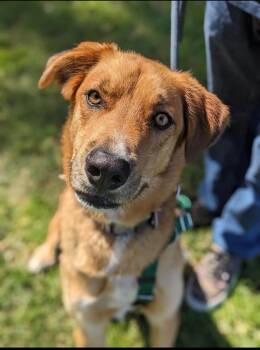 Blaze -  Siberian Husky Dog for Adoption in Menifee, California - Blaze | PetCurious