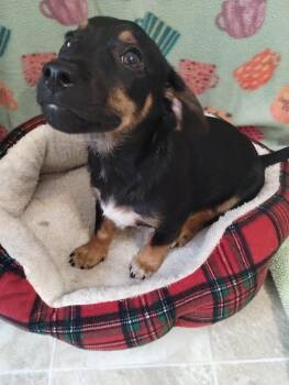 Remi -  Dachshund Dog for Adoption in York, South Carolina - Remi | PetCurious