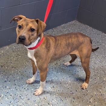 TUSC-Stray-85058 -  Pit Bull Terrier and Mixed Breed Dog for Adoption in Tuscaloosa, Alabama - TUSC-Stray-85058 | PetCurious