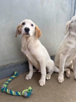 Bernese Mountain Dog and Poodle Dogs Available for Adoption in Severance, Colorado - Barney | PetCurious