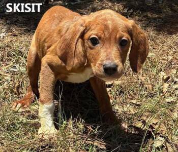 Skisit -  Hound Dog Available for Adoption in Washington, Georgia - Skisit | PetCurious