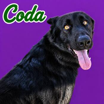 Coda - Adoption Pending -  German Shepherd Dog Dog for Adoption in Scottsdale, Arizona - Coda - Adoption Pending | PetCurious