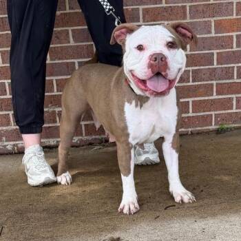 Smoochie -  American Bully Dog for Adoption in Waterloo, Iowa - Smoochie | PetCurious