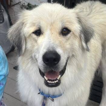 Mythical -  Great Pyrenees and Mixed Breed Dog for Adoption in Kanab, Utah - Mythical | PetCurious