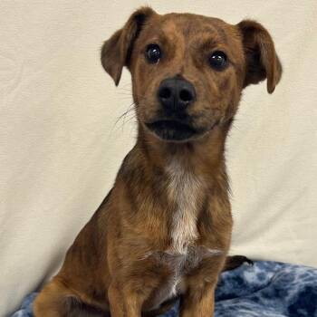 Journee -  Border Terrier Dog for Adoption in Lancaster, South Carolina - Journee | PetCurious