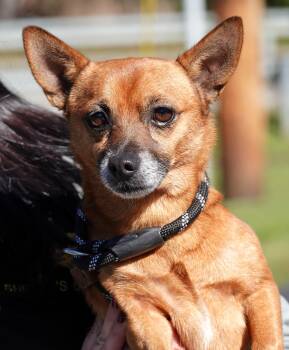 Goblin -  Chiweenie Dog for Adoption in Millfield, Ohio - Goblin | PetCurious