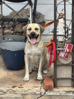 CARMELLA -  Black Mouth Cur and Mixed Breed Dog for Adoption in Oklahoma City, Oklahoma - CARMELLA | PetCurious