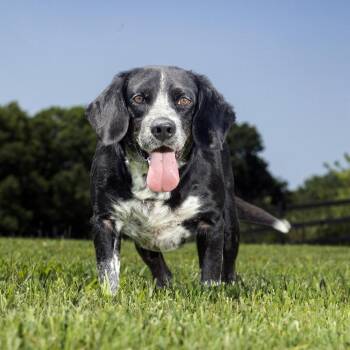 Roscoe -  Mixed Breed Dog for Adoption in Franklin, Tennessee - Roscoe | PetCurious