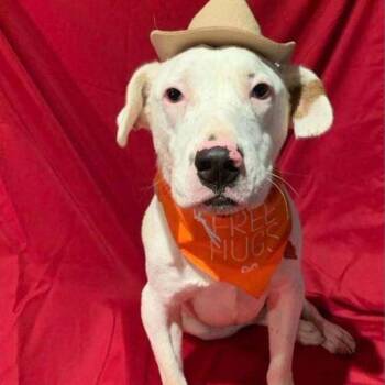 Rescue Dalmatian and Australian Cattle Dog Blue Heeler Dogs for Adoption in Wadena, Minnesota - Gilley | PetCurious