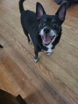 Frankie -  Chihuahua Dog for Adoption in Wendell, North Carolina - Frankie | PetCurious