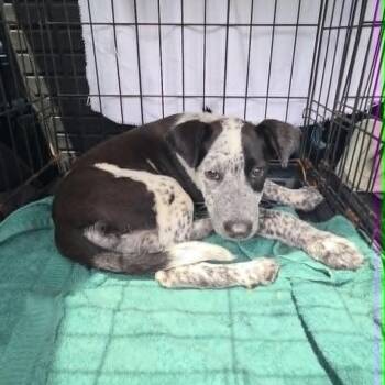 Wren -  Mixed Breed Dog for Adoption in Lexington, Kentucky - Wren | PetCurious
