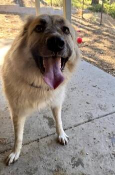 ROWAN -  Anatolian Shepherd Dog for Adoption in South Lake Tahoe, California - ROWAN | PetCurious