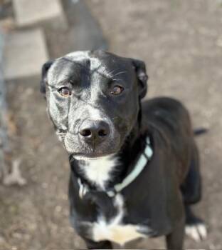 Labrador Retriever Dogs Available for Adoption - WADSWORTH | PetCurious
