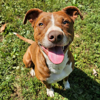 Rescue Pit Bull Terrier Dogs for Adoption in Versailles, Kentucky - Red | PetCurious