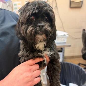 Jack -  Shih Tzu Dog for Adoption in Birmingham, Alabama - Jack | PetCurious