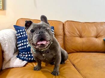 Juno Jolly Winky Sailor Man -  French Bulldog and Bulldog Dog Available for Adoption in Friendswood, Texas - Juno Jolly Winky Sailor Man | PetCurious